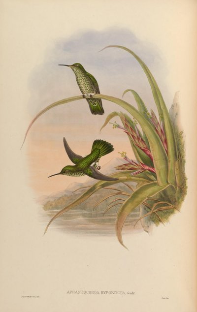 Aphantochroa hyposticta = Taphrospilus hypostictus door John Gould
